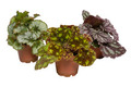 Rexbegonia mix i 12 cm potte